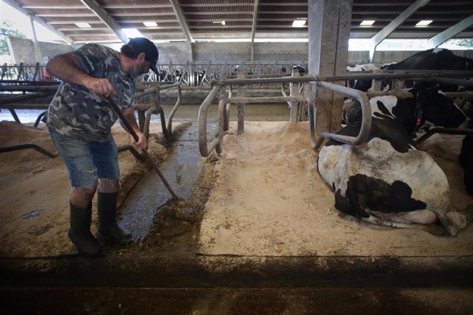 Un ganadero junto a vacas de una ganadería de lácteo en Sabadelle 