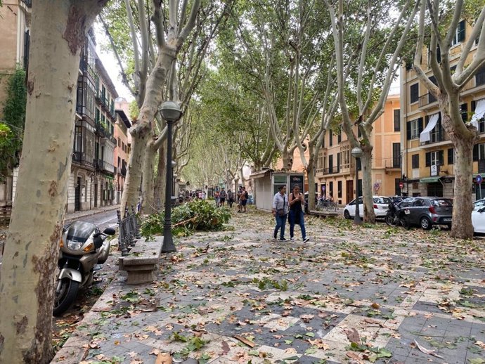 Hojas y árboles caídos tras el paso del temporal en La Rambla de Palma.