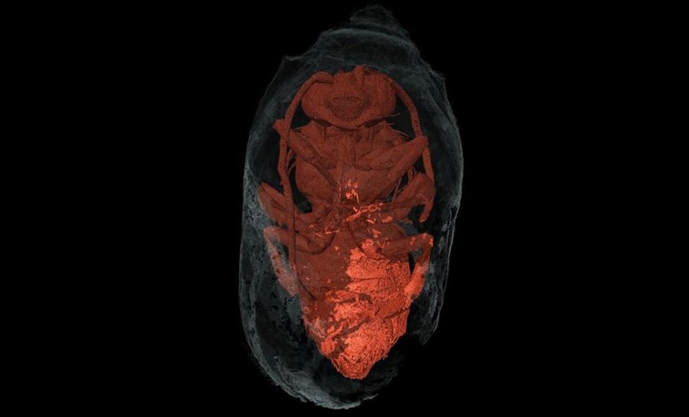 Tomografía micropunterizada de rayos X de un macho de Eucera dentro de su nido.