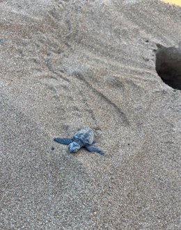 Nacen 72 tortugas de un nido en la playa de Albaranes de Dénia