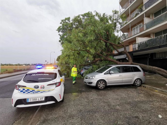 Archivo - Un árbol caido a consecuencia de la tormenta.