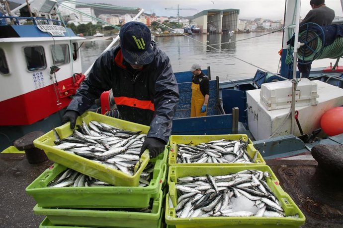 Archivo - Un pescador coloca sardinas en cajas a su llegada al puerto de Burela 