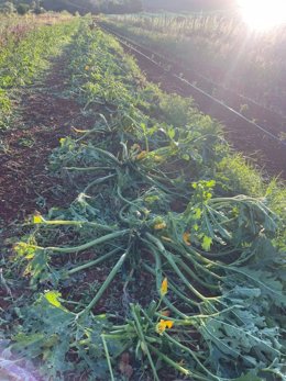 Imagen de los daños en los cultivos de Baleares por la tormenta Betty.