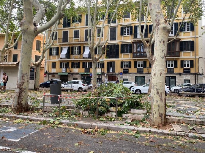 La Rambla de Palma tras el paso del temporal.