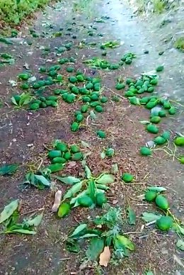 Aguacates caídos al suelo