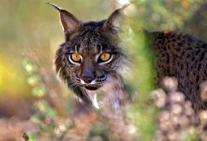 Archivo - Lince ibérico. Peligro de extinción. Parque Nacional de Doñana.