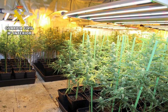 Plantaciónd e marihuana desmantelada en una vivienda de Sierrapando.
