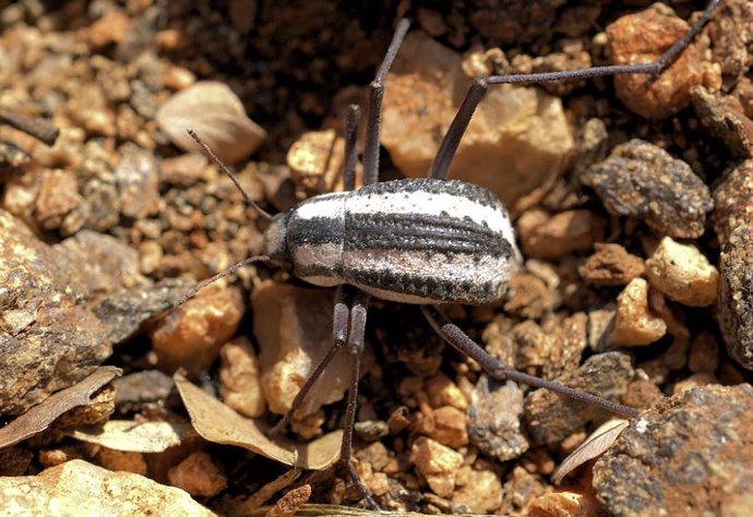 Escarabajo del Namib