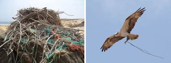 A la izquierda, nido de águila pescadora o guincho con deshechos plásticos marinos como material de construcción. A la derecha, adulto enredado en deshechos plásticos marinos.
