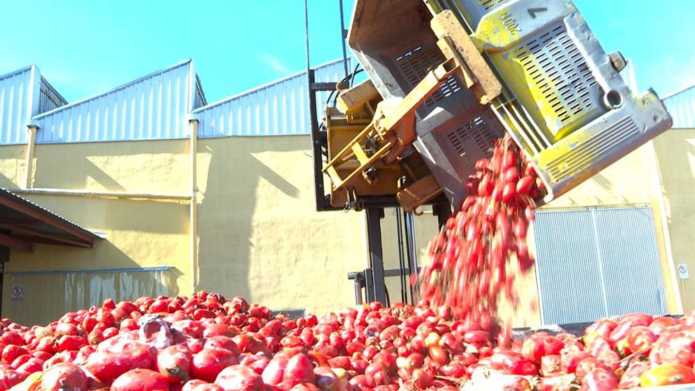 150.000 kilos de tomates ponen rumbo a Buñol para celebrar la Tomatina