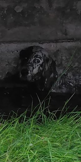 Perro rescatado en un estercolero en Santiurde de Toranzo