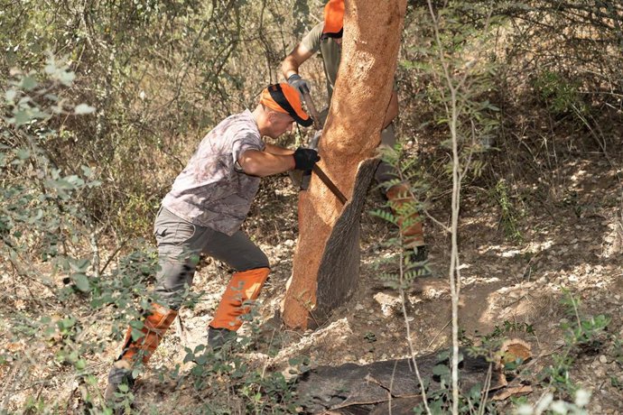 Archivo - Saca del corcho, foto de archivo