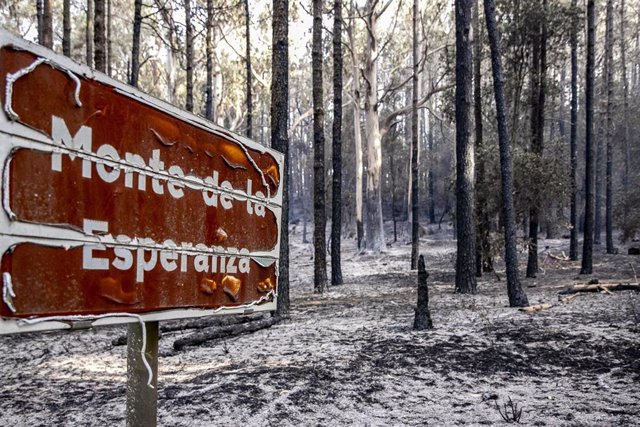 Árboles afectados por el fuego, en Las Lagunetas