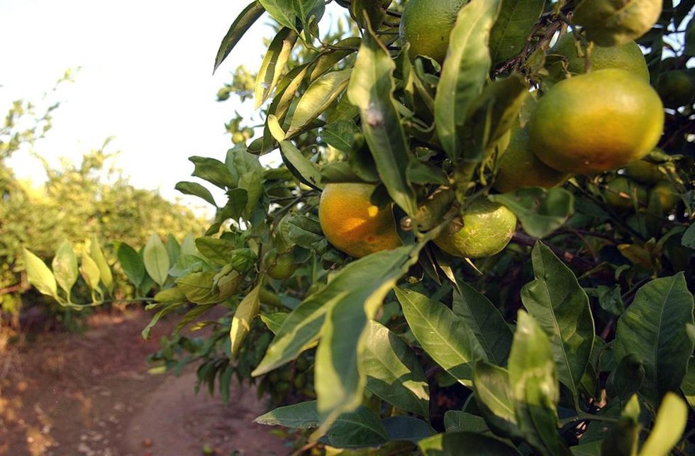 Naranjas en el campo