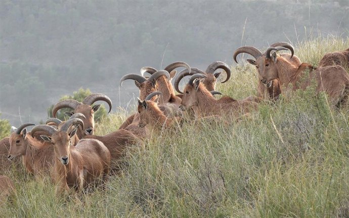 Archivo - Rebaño de arruis