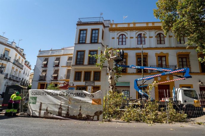 Operarios de Parques y Jardines, en labores de apeo de un árbol en la calle Adriano.