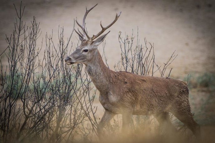 Archivo - Imagen de archivo de un ciervo