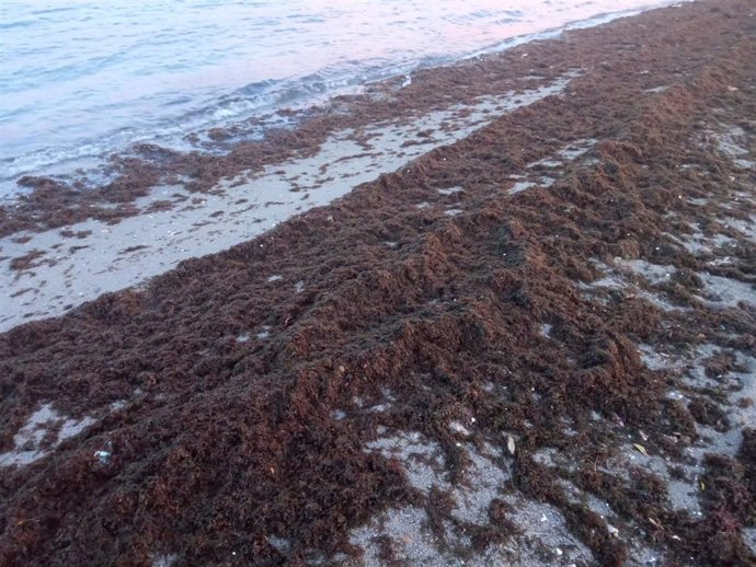 Alga invasora en una playa de La Línea de la Concepción (Cádiz)