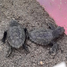 Tortugas boba nacidas de un nido en Marbella