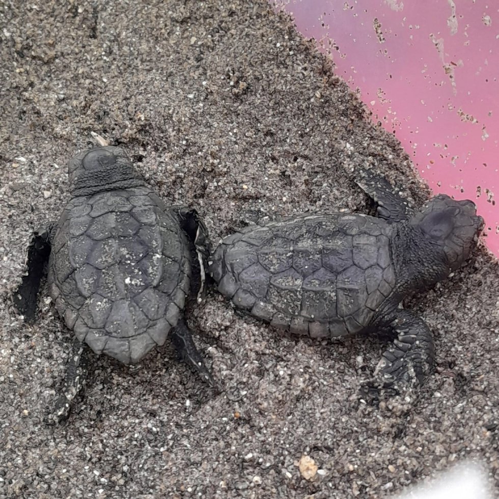 Tortugas boba nacidas de un nido en Marbella