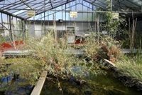 Los estanques de Viveros de la Villa preservan 4 especies de peces protegidas hasta introducirlas en el Manzanares