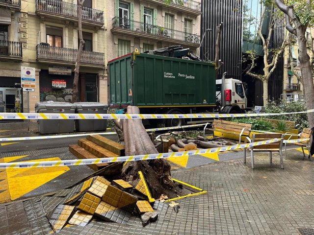 L'arbre caigut al carrer Comte Borrell de Barcelona.