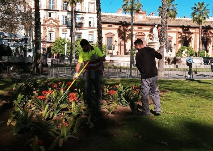 Sevilla.-El Ayuntamiento de Carmona licita un contrato para mantener el arbolado y las zonas verdes