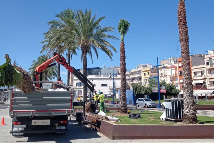 Replantació de palmeres de l'espcie Washingtnia al Port de Tarragona.