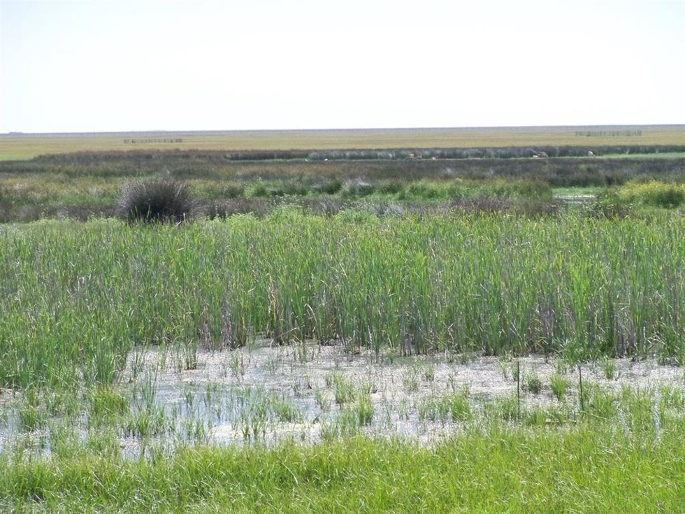 Archivo - Vista De Las Marismas De Doñana