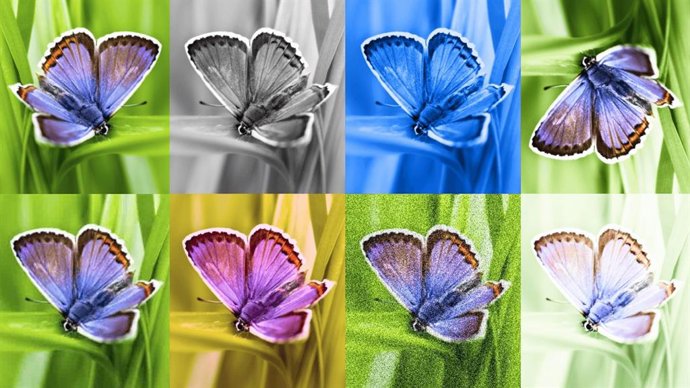 Google presenta SynthID para identificar imágenes creadas por IA con marcas de agua