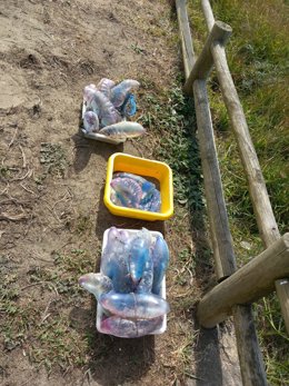 La presencia de carabelas portuguesas obliga a cerrar al baño las playas de Ferrol, salvo las del interior de la ría