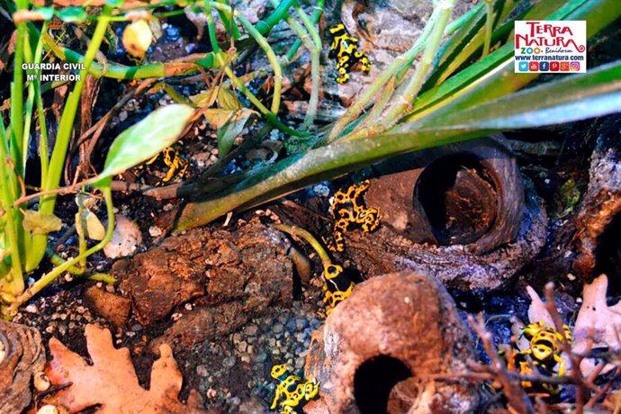 Imagen de ranas flecha de cabeza amarilla.