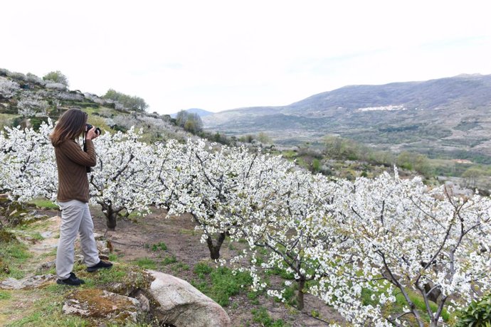 Archivo - Una mujer fotografía los cerezos durante su floración en una de las sierras del Valle del Jerte en la localidad de Rebollar, Cáceres, Extremadura, (España), a 19 de marzo de 2021.  