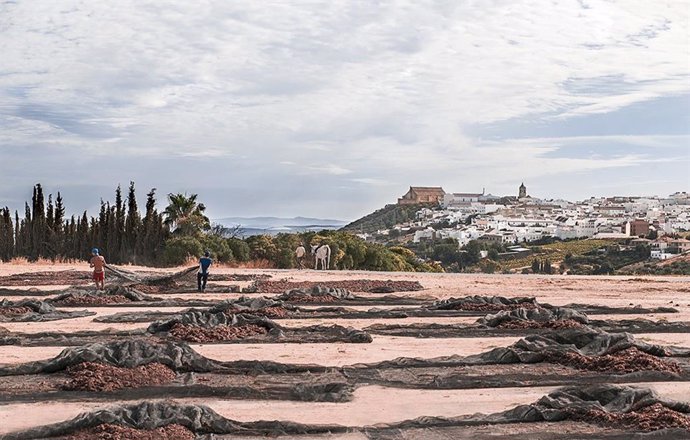 La pasera con la uva Pedro Ximénez en la DOP Montilla-Moriles.