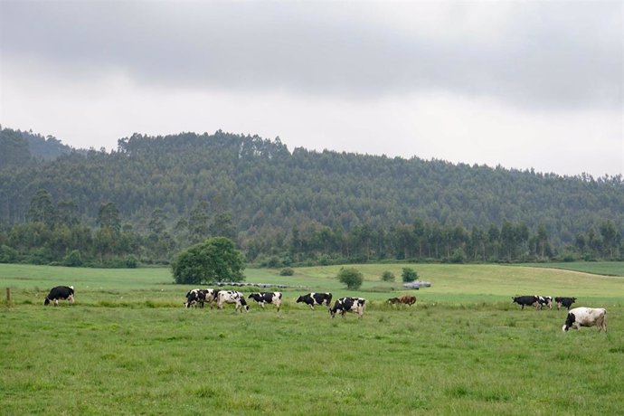 Archivo - Cantabria convoca ayudas para compensar las dificultades de la recogida de leche de vacuno en zonas de alta montaña 