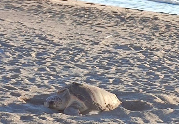 La hembra de tortuga boba durante la puesta de huevos en una playa de Mojácar (Almería)