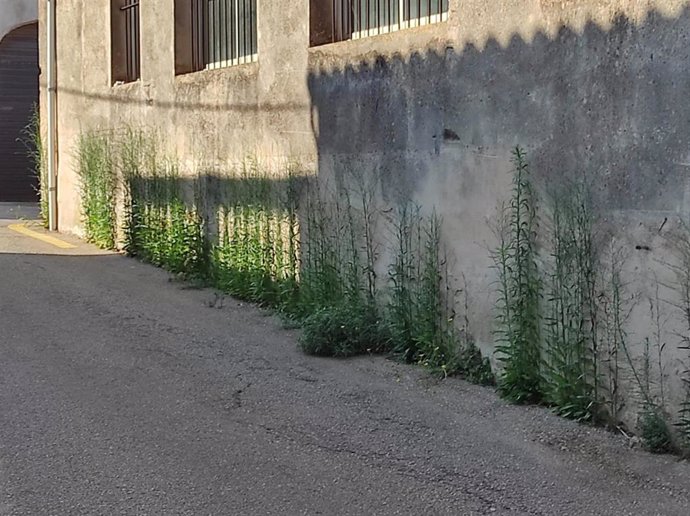 Hierbas en una de las calles del municipio de Lloret de Vistalegre.