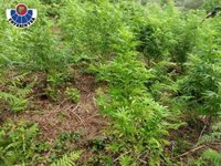 La Ertzaintza interviene una plantación de marihuana en Berriz (Bizkaia)