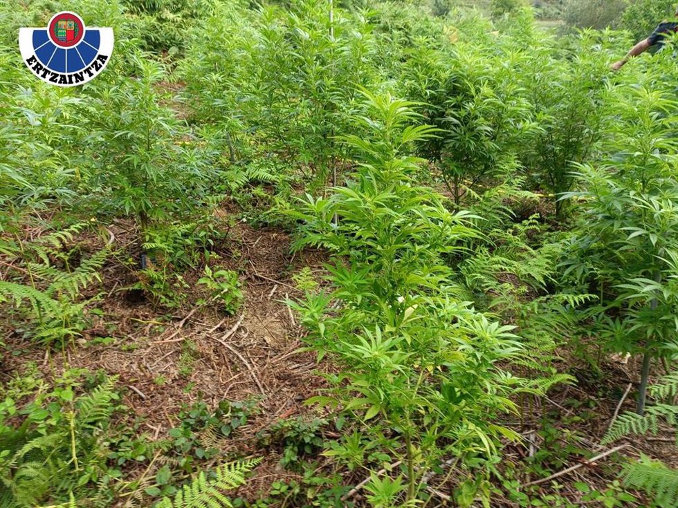 Plantación de marihuana intervenida en Berriz (Bizkaia)