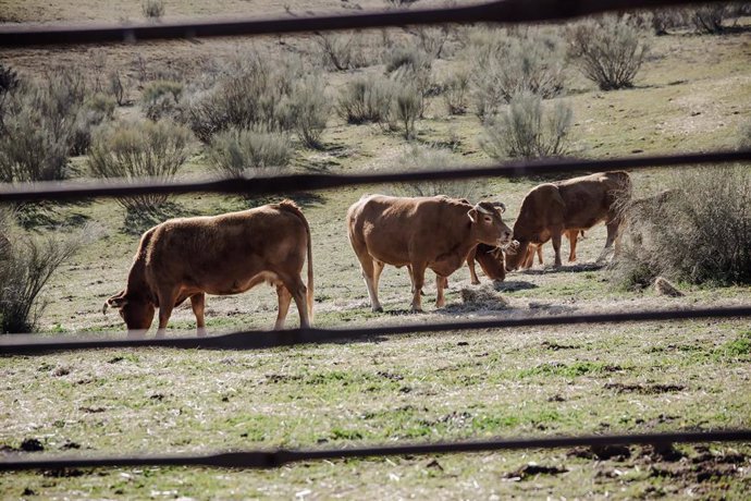 Archivo - Varias vacas pastando en una actividad ganadera extensiva en Colmenar Viejo, a 12 de enero de 2022. Archivo.