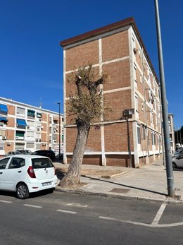 Un árbol seco en Córdoba.