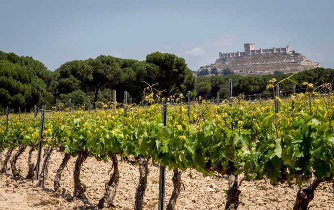 Viñas Peñafiel