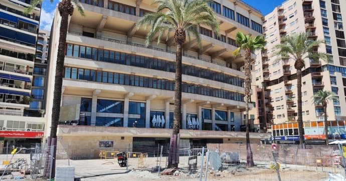 Ejemplares de palmeras que se retirarán en el Paseo Marítimo de Palma.