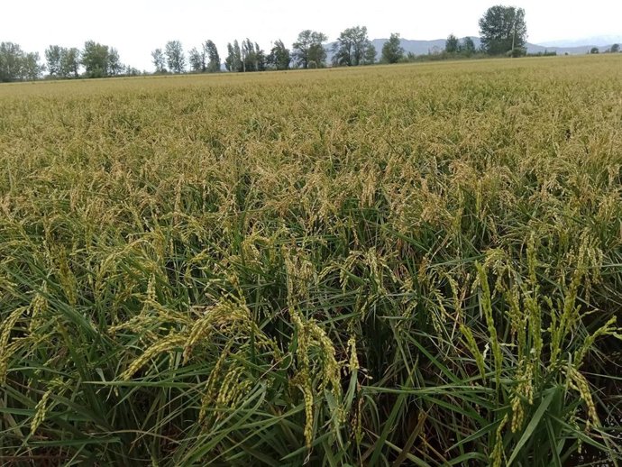 Campos de arroz