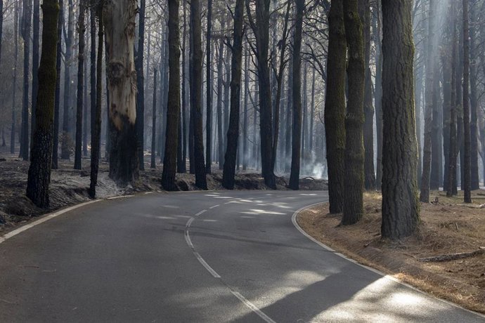 Árboles afectados por el fuego, en Las Lagunetas, a 22 de agosto, en La Esperanza, Tenerife, Canarias (España). El incendio se originó el pasado martes, 15 de agosto, en el monte Arafo de la isla y ya alcanza las casi 15.000 hectáreas calcinadas. En la 