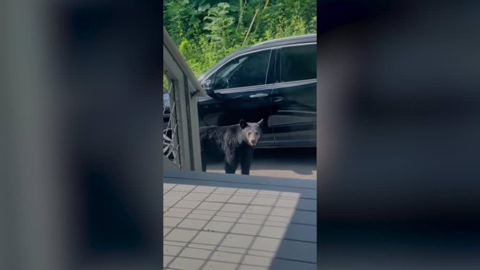 Suceso inimaginable: Un oso negro abre la puerta de un coche para meterse dentro