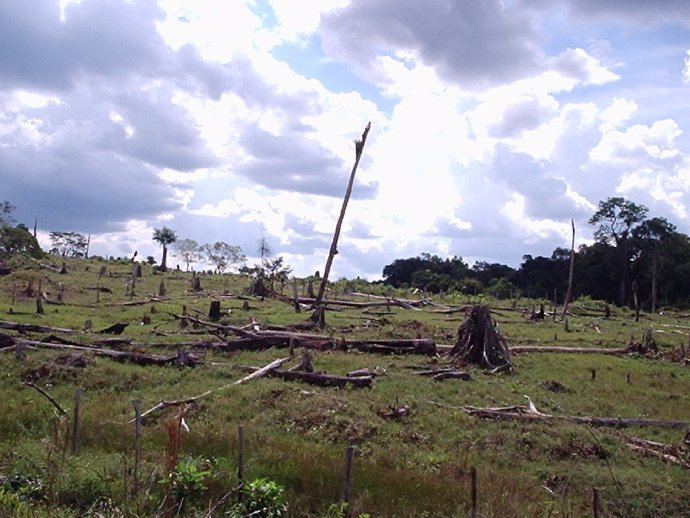 Archivo - Deforestacion-tropical