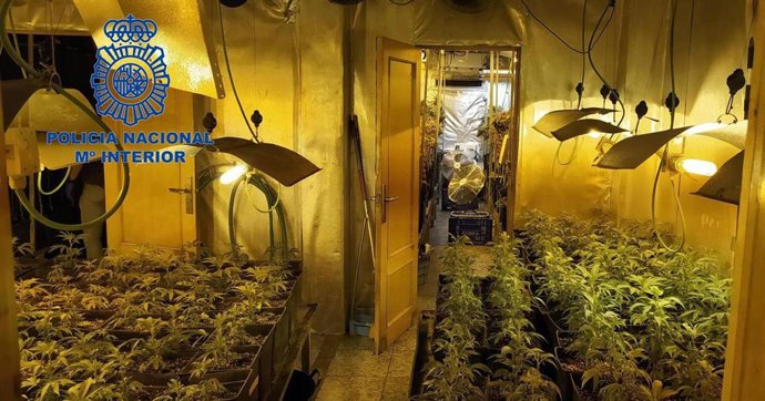 Desmantelan una plantación de marihuana en una vivienda de Sueca (Valencia) y detienen a tres personas