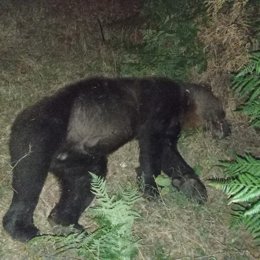 Oso adulto atropellado en Degaña
