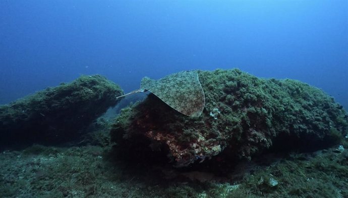 Archivo - El Govern edita el 'Quadern de Natura número 35. DAPERA. Dades de peixos rars de les Illes Balears'